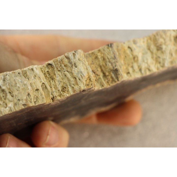 bois fossile - conifère - Permien - Gignac, 84 - FRANCE