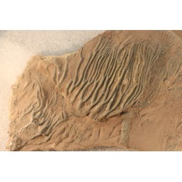 Scyphocrinites elegans - silurian - Erfoud, Morocco