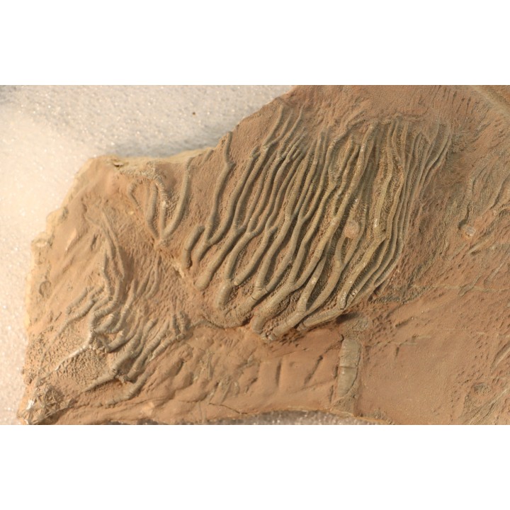 Scyphocrinites elegans - Silurien - Erfoud, Maroc