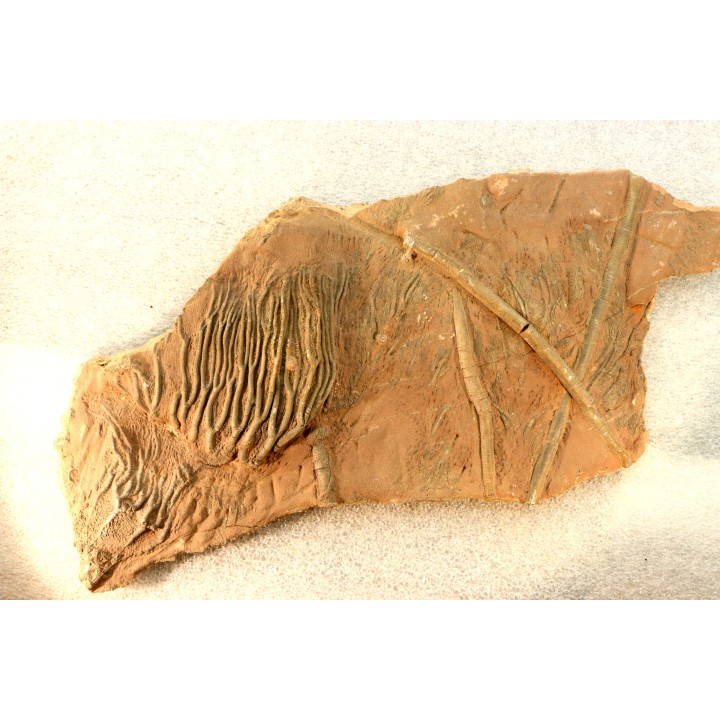 Scyphocrinites elegans - silurian - Erfoud, Morocco