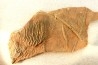 Scyphocrinites elegans - Silurien - Erfoud, Maroc