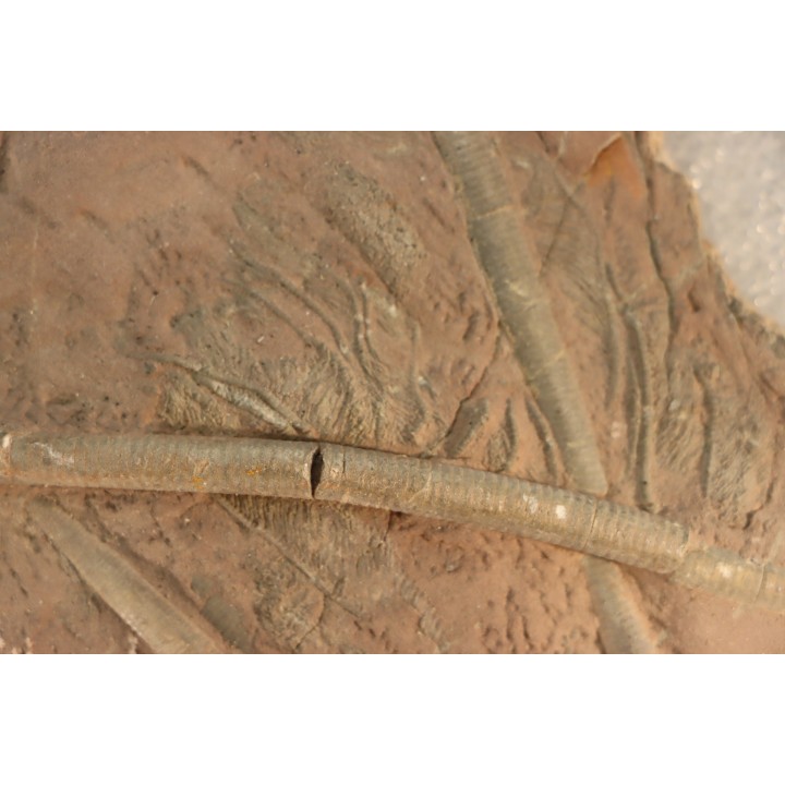 Scyphocrinites elegans - silurian - Erfoud, Morocco