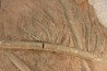 Scyphocrinites elegans - Silurien - Erfoud, Maroc