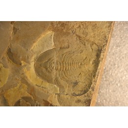Olenellus Chiefensis - Cambrien moyen - Pioche shale - Pioche, Nevada, USA