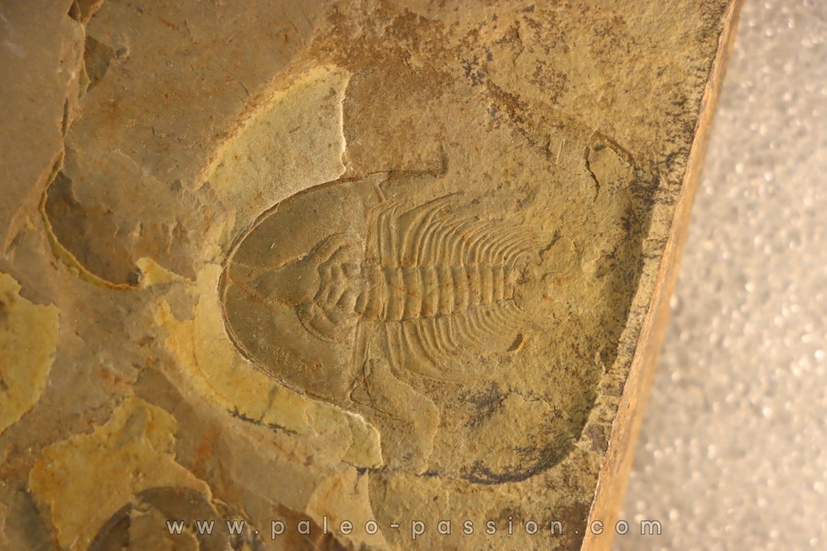 Olenellus Chiefensis - Cambrien moyen - Pioche shale - Pioche, Nevada, USA