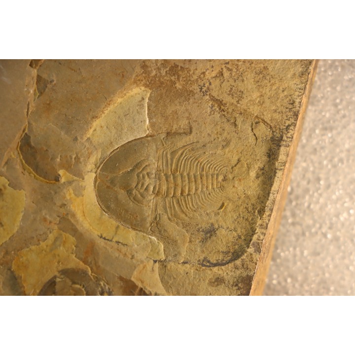 Olenellus Chiefensis - middle Cambrian -  Pioche shale formation - Pioche - Nevada -USA