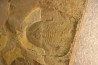 Olenellus Chiefensis - middle Cambrian -  Pioche shale formation - Pioche - Nevada -USA