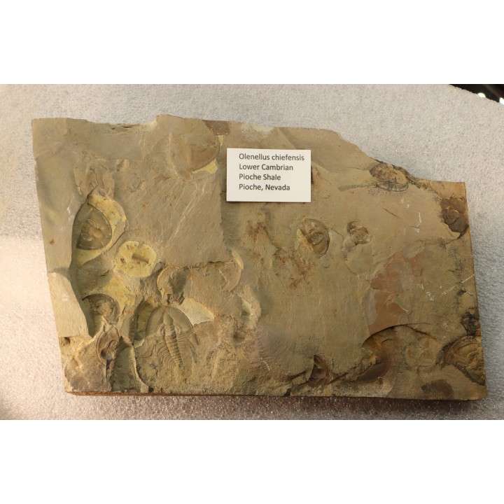 Olenellus Chiefensis - Cambrien moyen - Pioche shale - Pioche, Nevada, USA