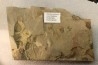 Olenellus Chiefensis - middle Cambrian -  Pioche shale formation - Pioche - Nevada -USA