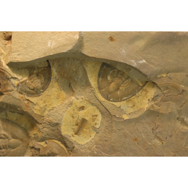 Olenellus Chiefensis - middle Cambrian -  Pioche shale formation - Pioche - Nevada -USA