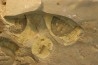 Olenellus Chiefensis - Cambrien moyen - Pioche shale - Pioche, Nevada, USA