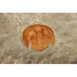 Trilobite aveugle: Declivolithus titan