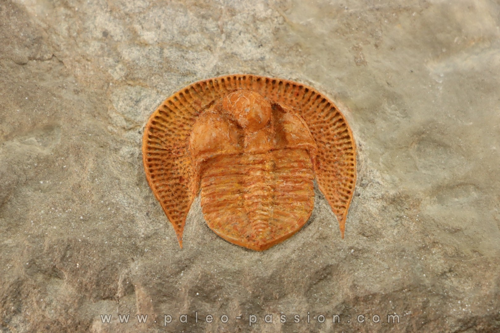 Blind trilobite: Declivolithus titan