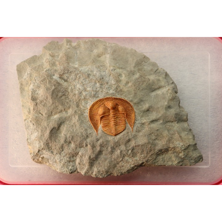 Trilobite aveugle: Declivolithus titan