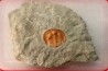 Blind trilobite: Declivolithus titan