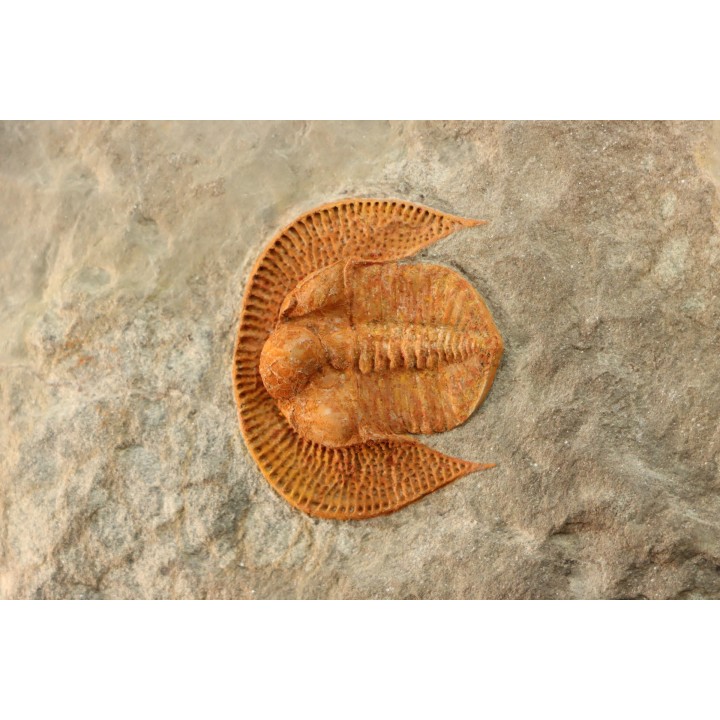 Blind trilobite: Declivolithus titan