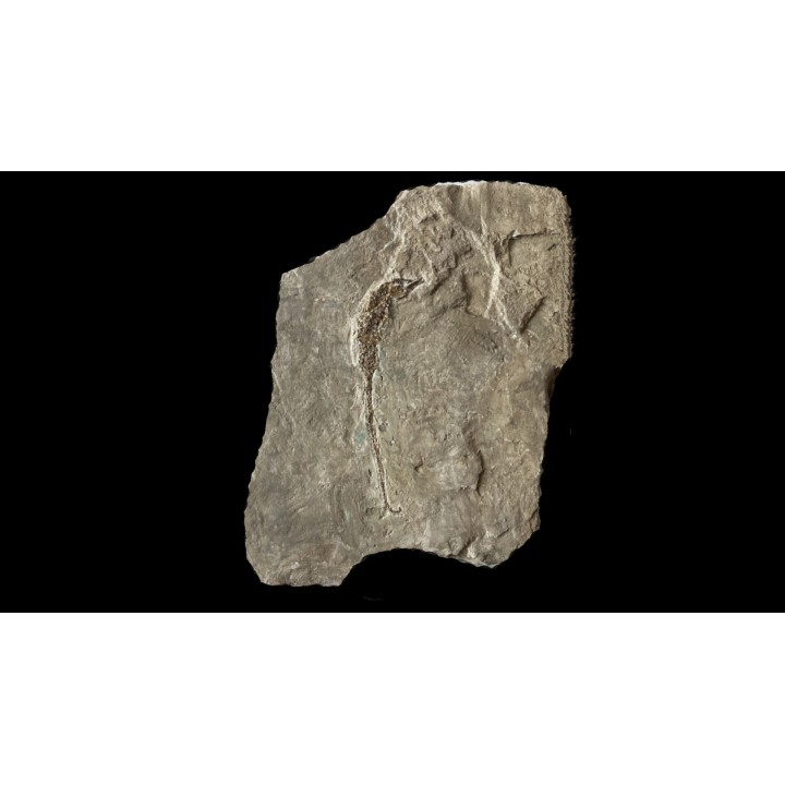 HIPPOCAMPUS RAMULOSUS - pliocene - Rimini, Italie