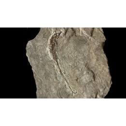 HIPPOCAMPUS RAMULOSUS