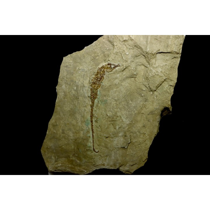 HIPPOCAMPUS RAMULOSUS