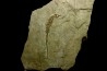 HIPPOCAMPUS RAMULOSUS - pliocene - Rimini, Italie
