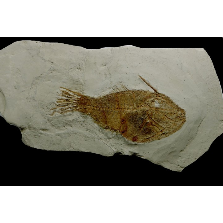 très rare exemplaire de poisson tetraodontiforme  FRIGOCANTHUS MARGARITATUS - pliocène - Rimini, Italie