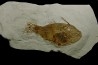 very rare specimen of tetraodontiforme  FRIGOCANTHUS MARGARITATUS - pliocène - Rimini,  Italy