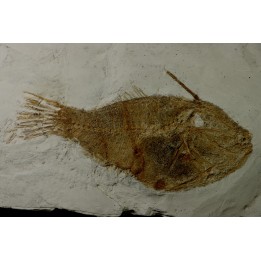 very rare specimen of tetraodontiforme  FRIGOCANTHUS MARGARITATUS - pliocène - Rimini,  Italy