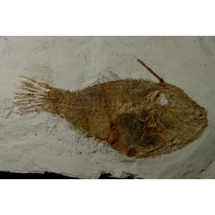 très rare exemplaire de poisson tetraodontiforme  FRIGOCANTHUS MARGARITATUS - pliocène - Rimini, Italie