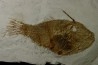very rare specimen of tetraodontiforme  FRIGOCANTHUS MARGARITATUS - pliocène - Rimini,  Italy