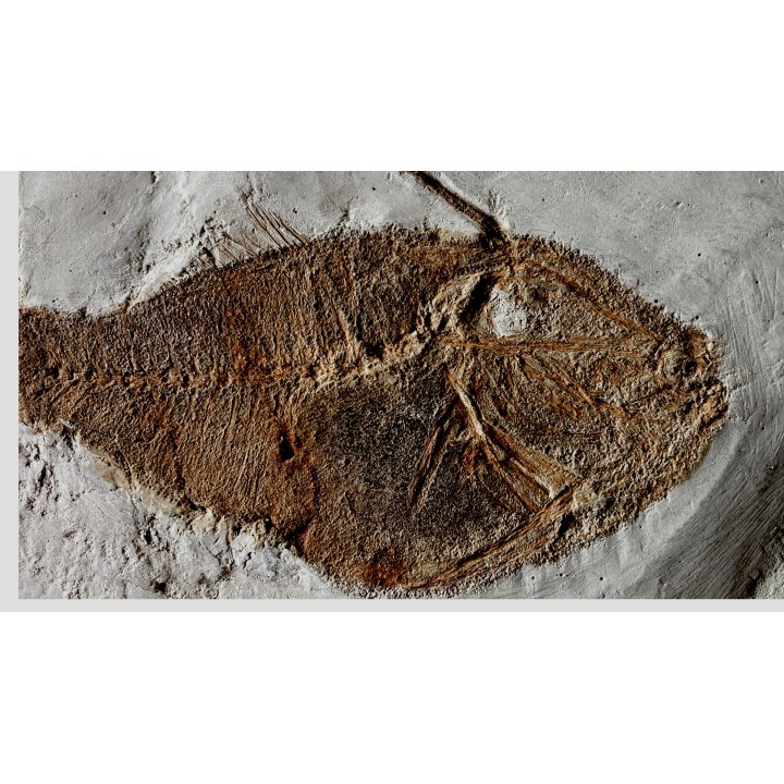 very rare specimen of tetraodontiforme  FRIGOCANTHUS MARGARITATUS - pliocène - Rimini,  Italy