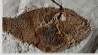 very rare specimen of tetraodontiforme  FRIGOCANTHUS MARGARITATUS - pliocène - Rimini,  Italy