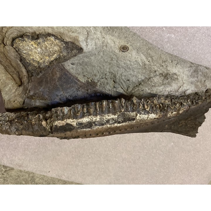 mandibule de dinosaure TRICERATOPS HORRIDUS - Hell Creek Fmt - crétacé supérieur - Dawson County, Montana