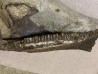 dinosaure mandibule: TRICERATOPS HORRIDUS