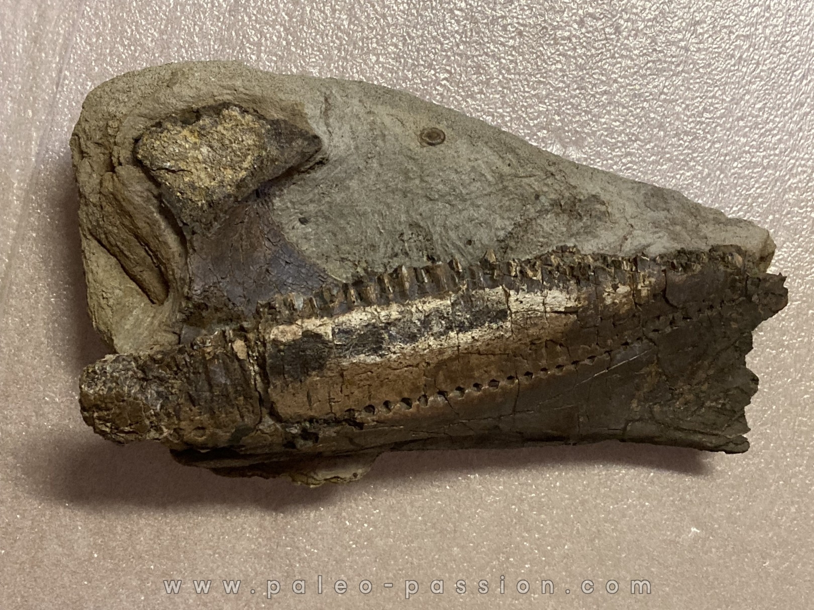 dinosaure mandibule: TRICERATOPS HORRIDUS