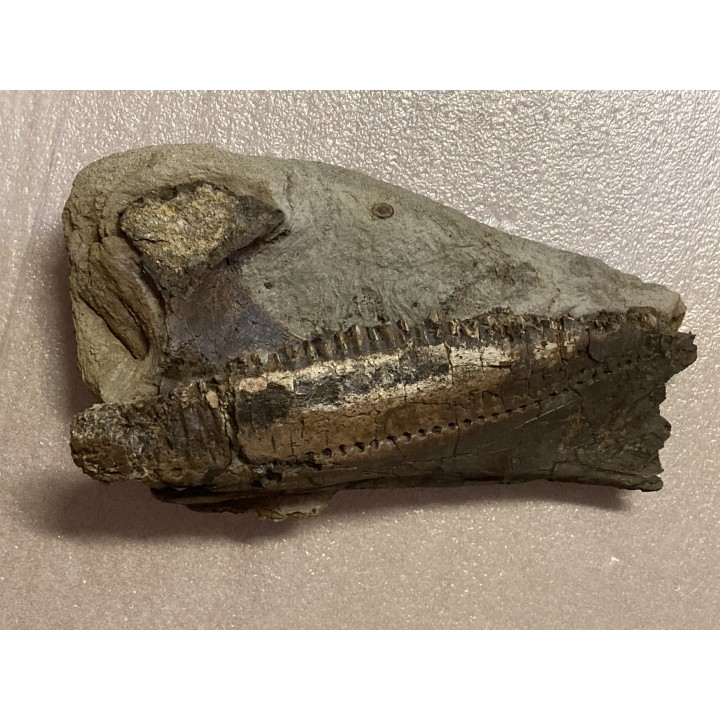 dinosaure mandibule: TRICERATOPS HORRIDUS