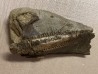mandibule de dinosaure TRICERATOPS HORRIDUS - Hell Creek Fmt - crétacé supérieur - Dawson County, Montana