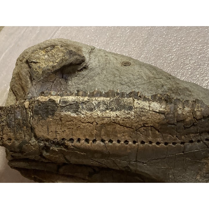 mandibule de dinosaure TRICERATOPS HORRIDUS - Hell Creek Fmt - crétacé supérieur - Dawson County, Montana