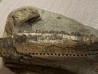 dinosaure mandibule: TRICERATOPS HORRIDUS