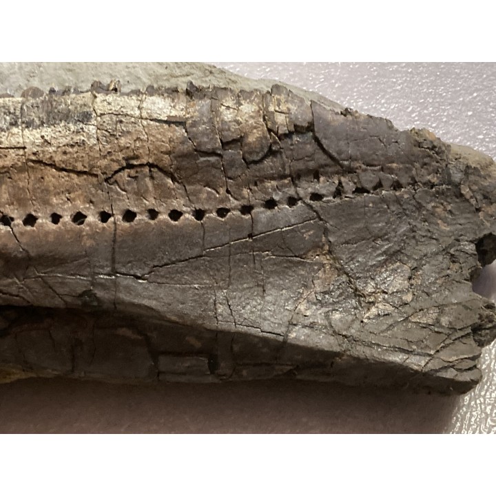 dinosaure mandibule: TRICERATOPS HORRIDUS