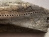 dinosaure mandibule: TRICERATOPS HORRIDUS