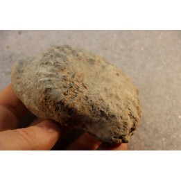Nodule d'HOPLITE à dégager - albien moyen - ancienne carrière Courcelles - Aube - France