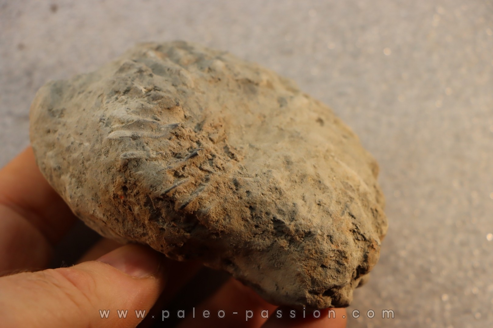Unprepared Hoplite - - albian - old quarry Courcelles - Aube - France