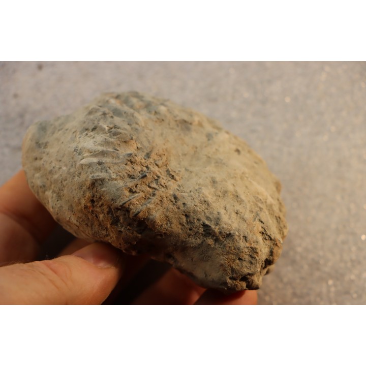 Nodule d'HOPLITE à dégager - albien moyen - ancienne carrière Courcelles - Aube - France