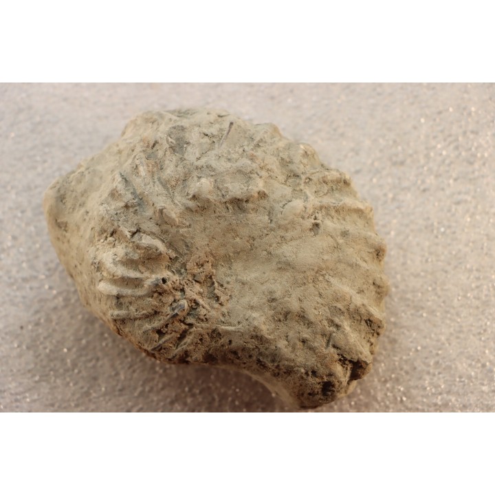Nodule d'HOPLITE à dégager - albien moyen - ancienne carrière Courcelles - Aube - France