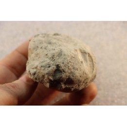Nodule d'HOPLITE à dégager - albien moyen - ancienne carrière Courcelles - Aube - France