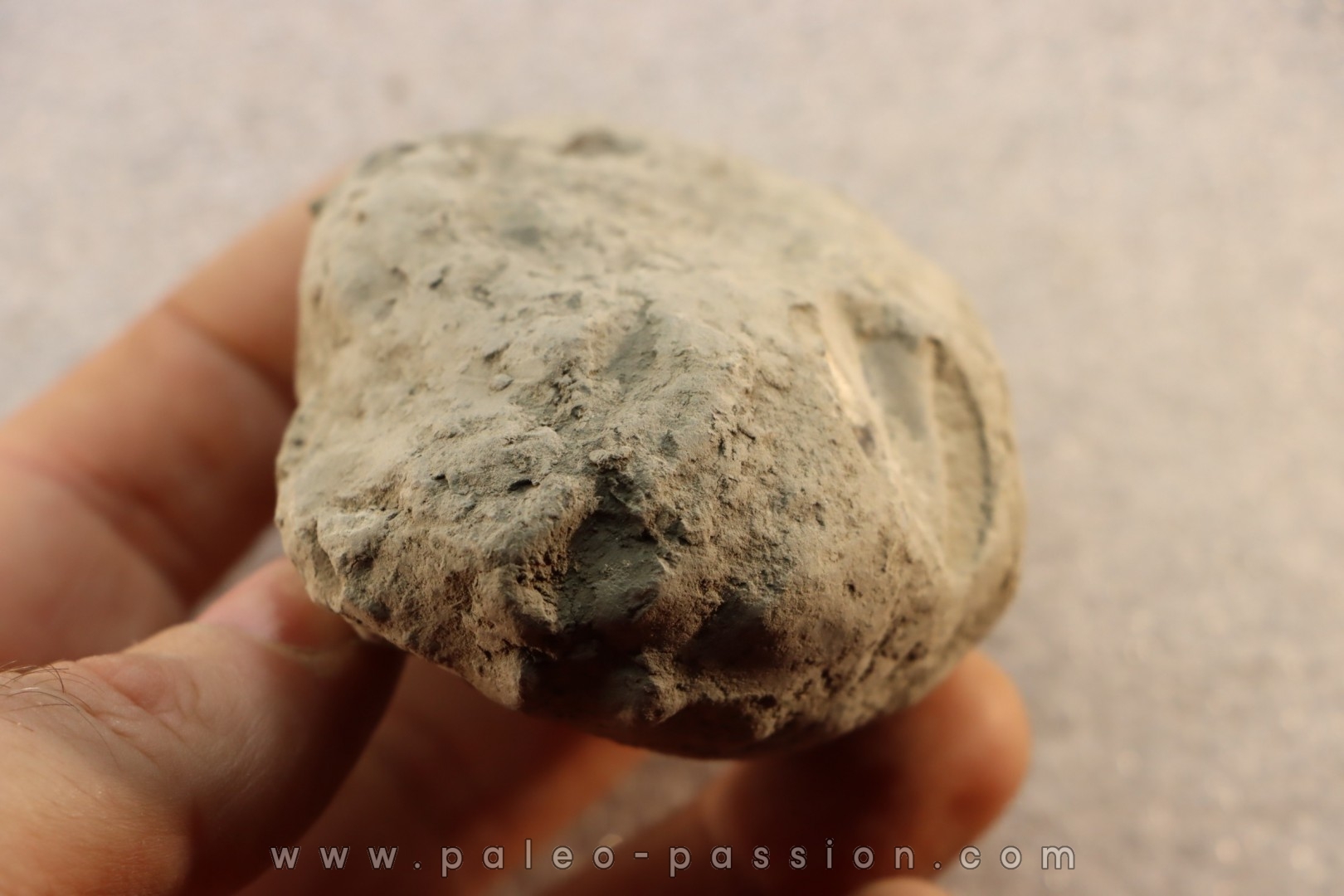 Unprepared Hoplite - - albian - old quarry Courcelles - Aube - France