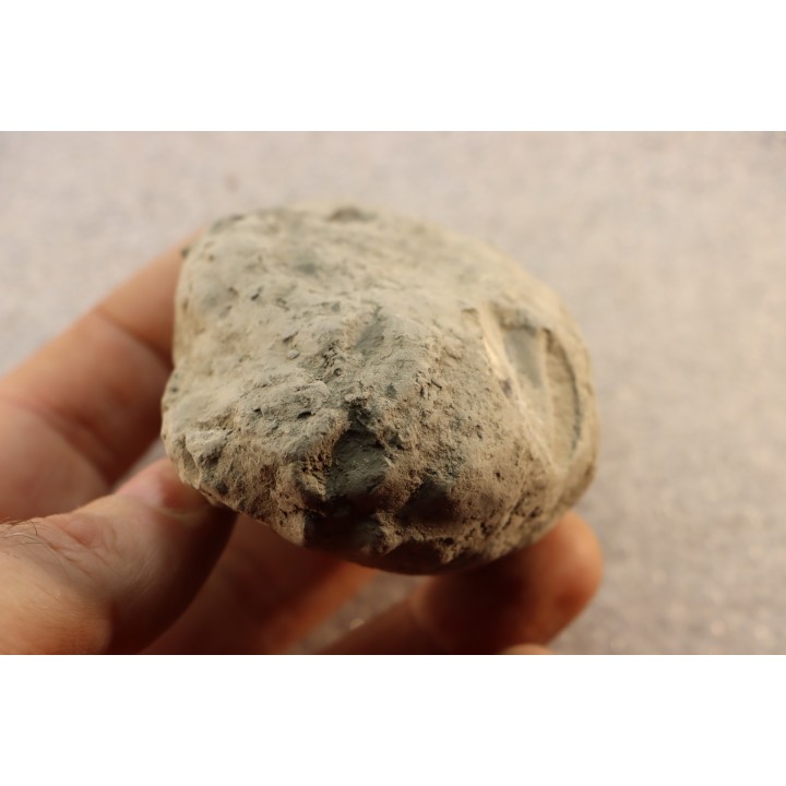 Nodule d'HOPLITE à dégager - albien moyen - ancienne carrière Courcelles - Aube - France