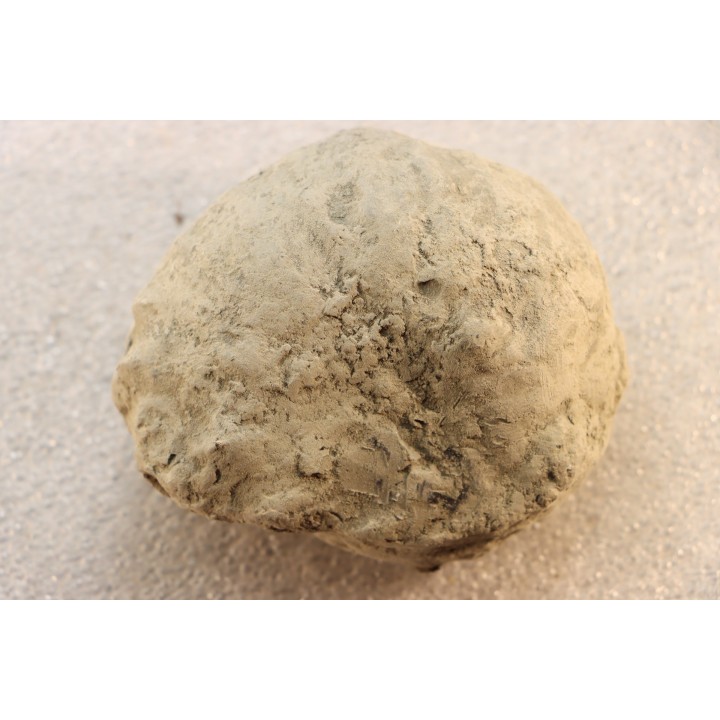 Nodule d'HOPLITE à dégager - albien moyen - ancienne carrière Courcelles - Aube - France