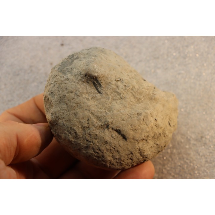 Unprepared Hoplite -  - albian - old quarry Courcelles - Aube - France