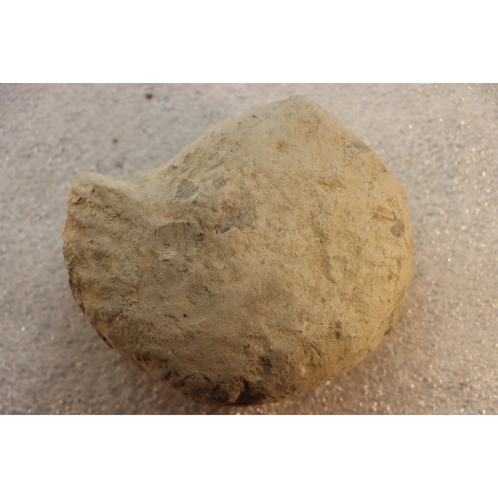 Nodule d'HOPLITE à dégager - albien moyen - ancienne carrière Courcelles - Aube - France